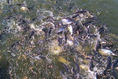 Fresh Fish Recipe! (Steamed Patin Fish) – Khaiseng Trading .